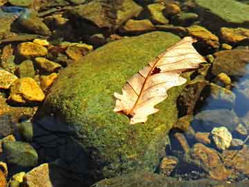 AI里程碑，首次自主發(fā)現(xiàn)人工生命，開(kāi)啟合成生物學(xué)新紀(jì)元